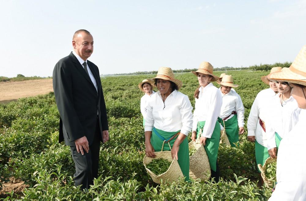 Prezident İlham Əliyev Lənkəranda “Astara Çay” MMC-nin çay plantasiyalarına baxıb (FOTO)