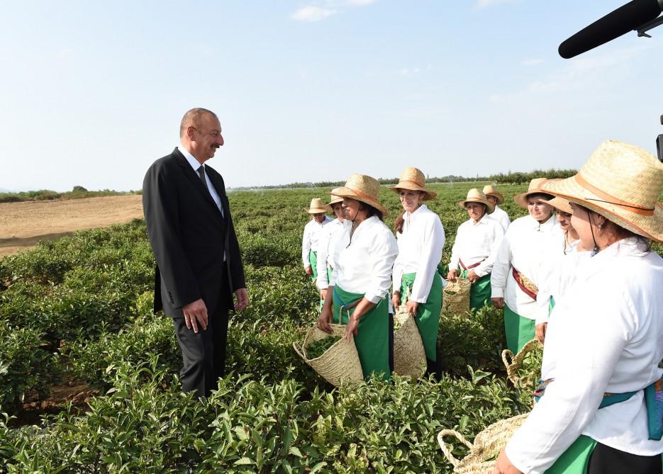 Prezident İlham Əliyev Lənkəranda “Astara Çay” MMC-nin çay plantasiyalarına baxıb (FOTO)