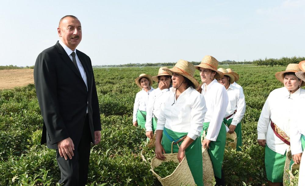 Prezident İlham Əliyev Lənkəranda “Astara Çay” MMC-nin çay plantasiyalarına baxıb (FOTO)