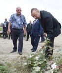 Prezident İlham Əliyev Neftçala rayonunda pambıq sahəsi ilə tanış olub (FOTO)