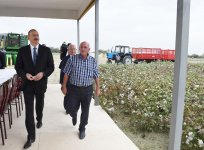 Prezident İlham Əliyev Neftçala rayonunda pambıq sahəsi ilə tanış olub (FOTO)