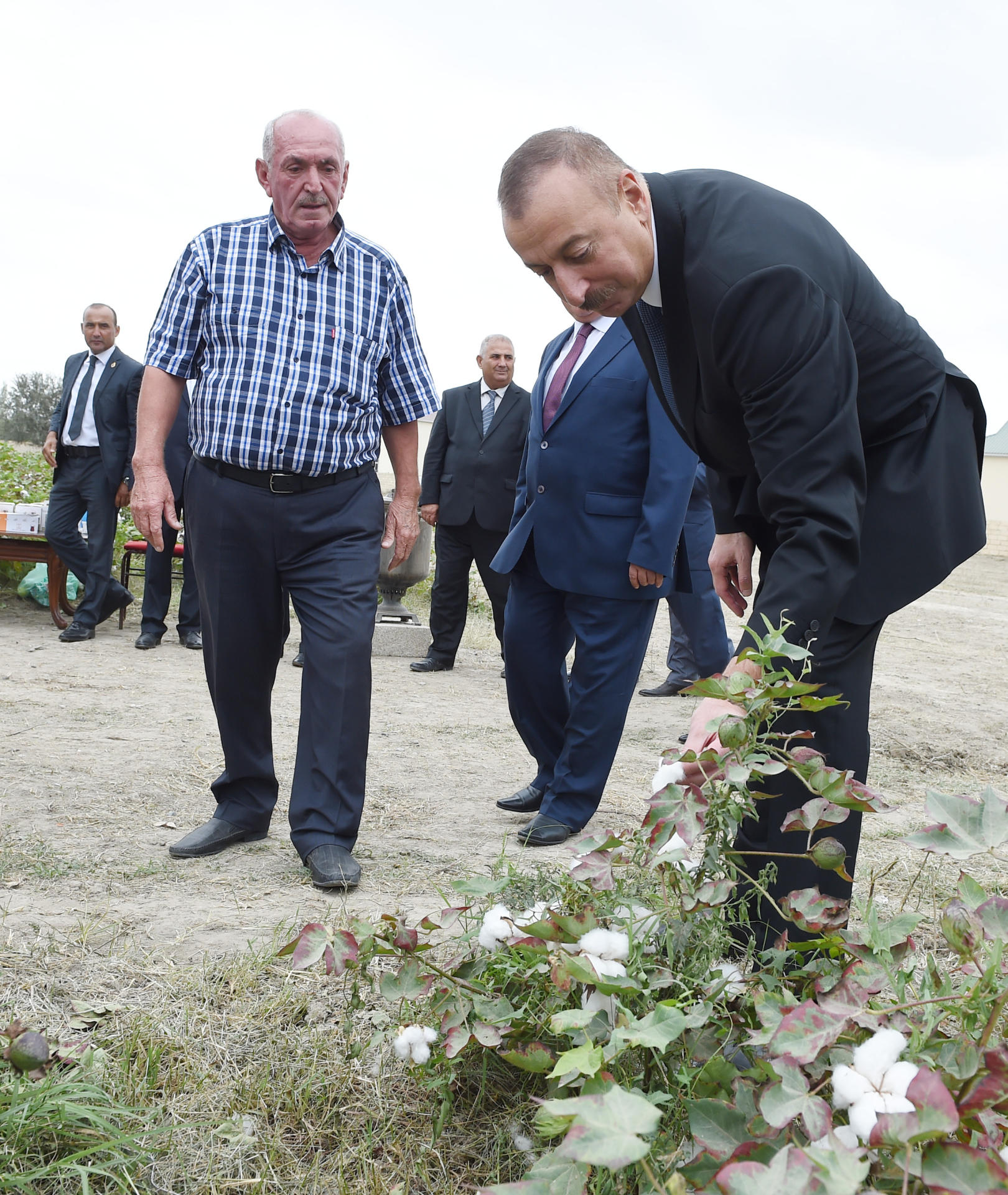 Prezident İlham Əliyev Neftçala rayonunda pambıq sahəsi ilə tanış olub (FOTO)