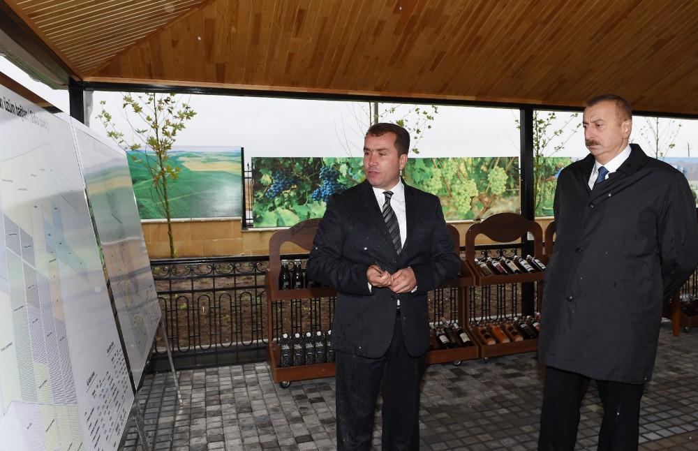 Prezident İlham Əliyev Şamaxıda üzüm bağları ilə tanış olub (FOTO)