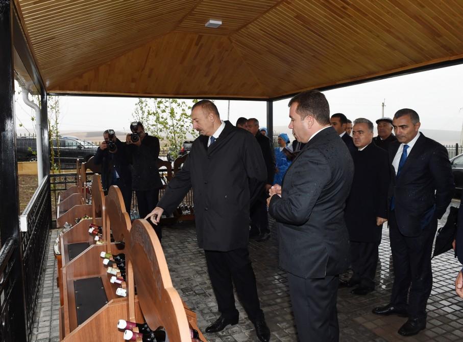 Prezident İlham Əliyev Şamaxıda üzüm bağları ilə tanış olub (FOTO)