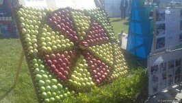 Qubada “Alma bayramı” və “Xalça festivalı” (FOTO)