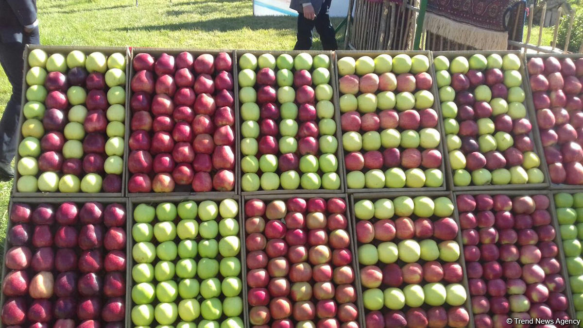 Qubada “Alma bayramı” və “Xalça festivalı” (FOTO)