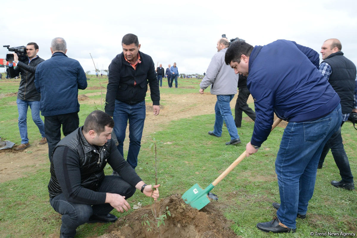 YAP “Hərəyə bir ağac əkək” kampaniyasına start verdi (FOTO)