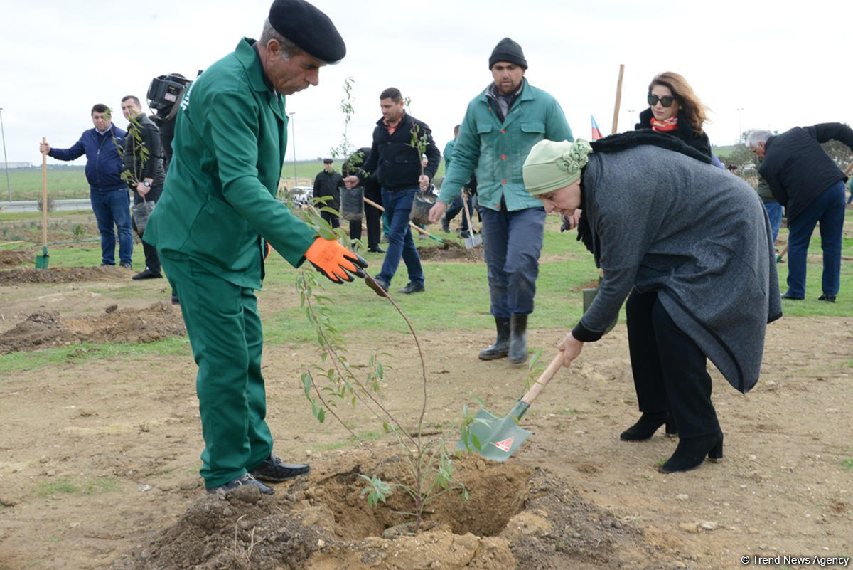 YAP “Hərəyə bir ağac əkək” kampaniyasına start verdi (FOTO)