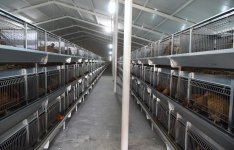Prezident İlham Əliyev Sabirabadda Nizami kəndində quşçuluq fabrikinin fəaliyyəti ilə tanış olub (FOTO)
