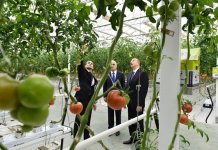 Prezident İlham Əliyev Zirə qəsəbəsində “BAKU AGROPARK”da görülən işlərlə tanış olub (FOTO) (YENİLƏNİB-2)