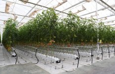 Prezident İlham Əliyev Zirə qəsəbəsində “BAKU AGROPARK”da görülən işlərlə tanış olub (FOTO) (YENİLƏNİB-2)