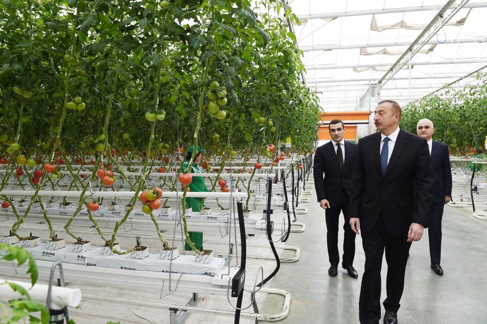 Prezident İlham Əliyev Zirə qəsəbəsində “BAKU AGROPARK”da görülən işlərlə tanış olub (FOTO) (YENİLƏNİB-2)