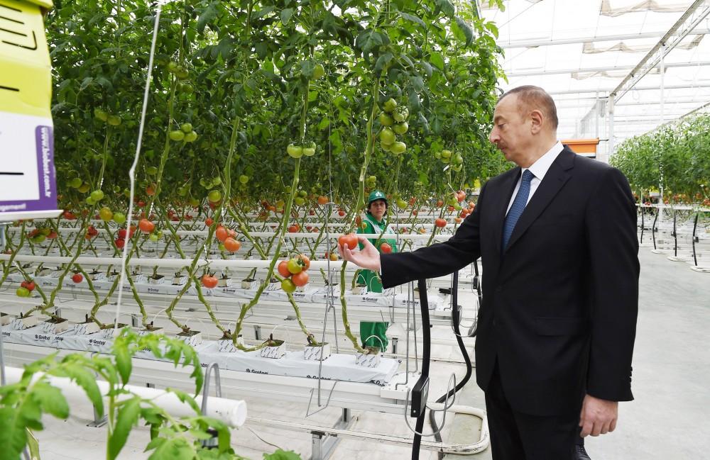 Prezident İlham Əliyev Zirə qəsəbəsində “BAKU AGROPARK”da görülən işlərlə tanış olub (FOTO) (YENİLƏNİB-2)