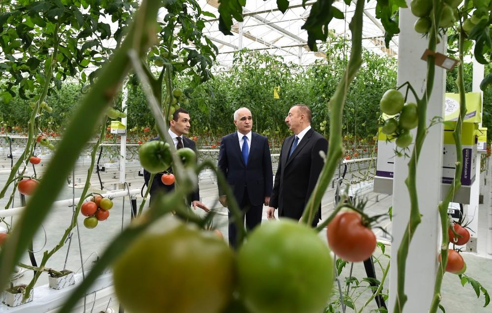 Prezident İlham Əliyev Zirə qəsəbəsində “BAKU AGROPARK”da görülən işlərlə tanış olub (FOTO) (YENİLƏNİB-2)