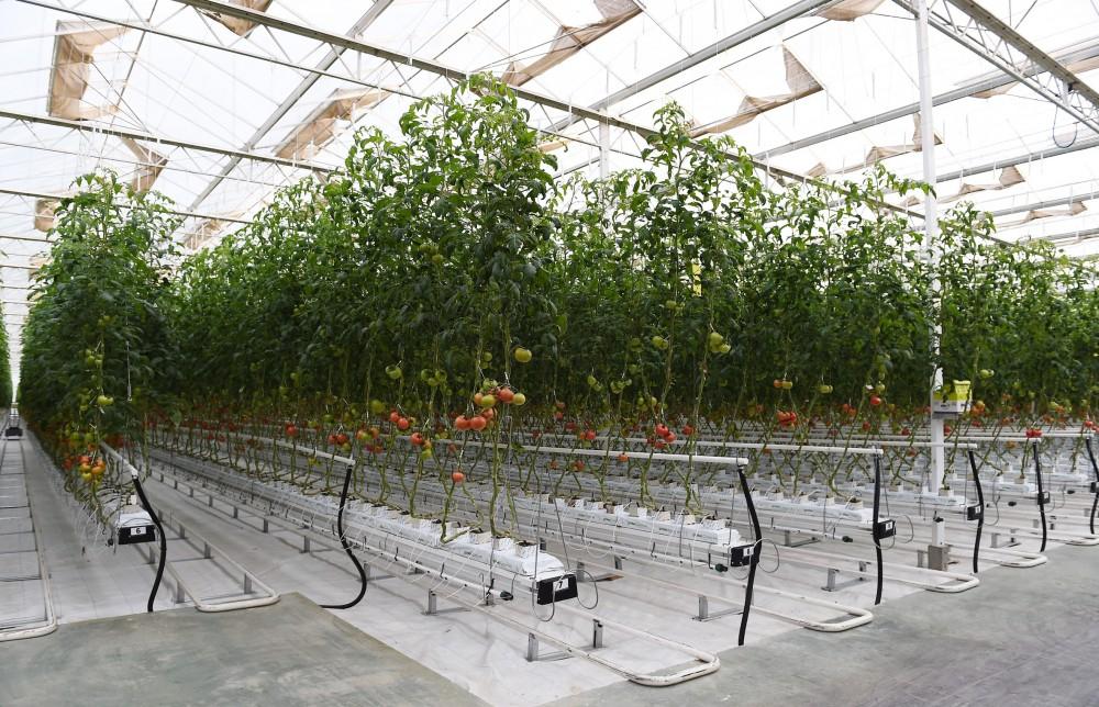 Prezident İlham Əliyev Zirə qəsəbəsində “BAKU AGROPARK”da görülən işlərlə tanış olub (FOTO) (YENİLƏNİB-2)