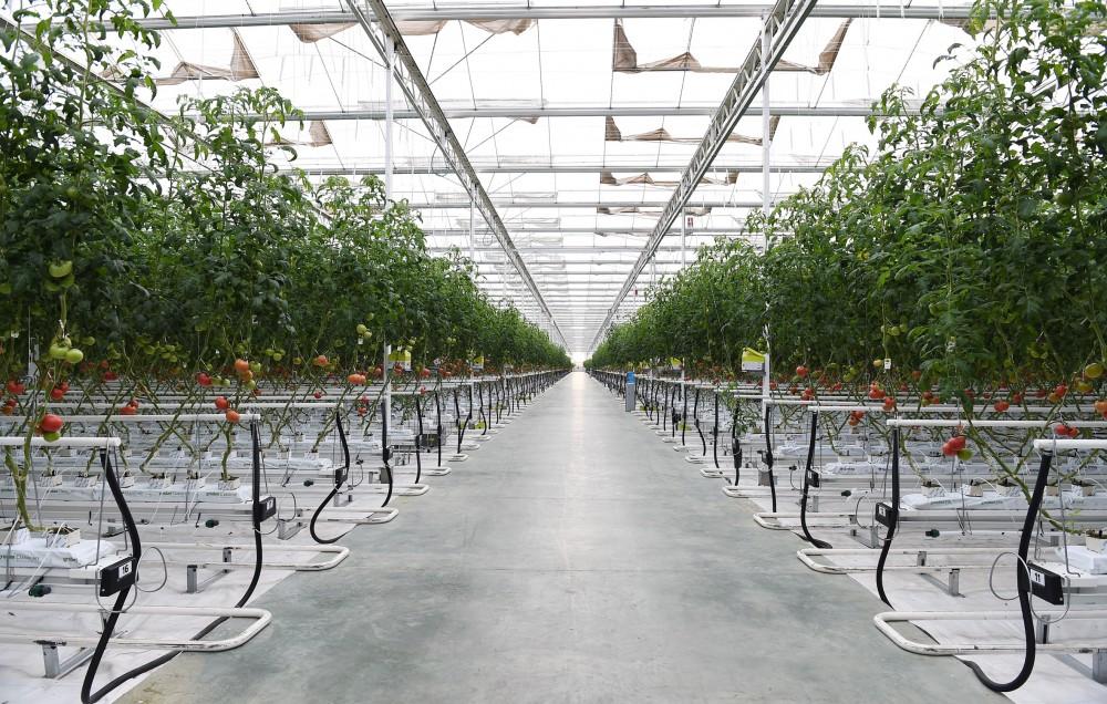 Prezident İlham Əliyev Zirə qəsəbəsində “BAKU AGROPARK”da görülən işlərlə tanış olub (FOTO) (YENİLƏNİB-2)