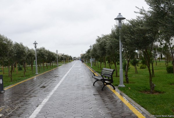 Cavanşir Məmmədov: Bakıdakı  mövcud yaşıllıqların ən azı 50-60 yaşı var