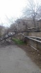 Küləyin aşırdığı ağac yolu bağladı - Bakıda Aşıq Alı küçəsində (FOTO)