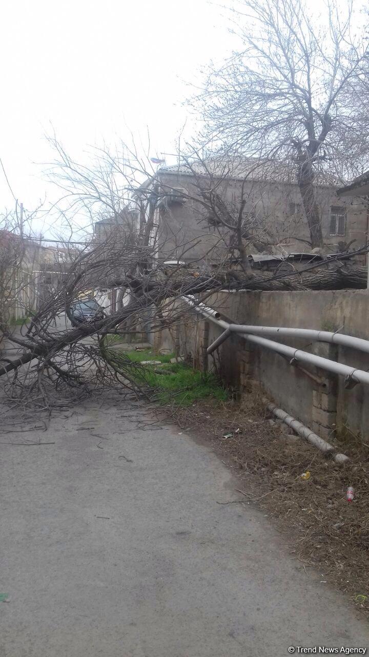 Küləyin aşırdığı ağac yolu bağladı - Bakıda Aşıq Alı küçəsində (FOTO)