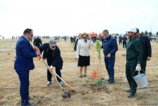 Yeni Azərbaycan Partiyası tərəfindən partiyanın yaranmasının 25 illiyi ilə əlaqədar ağacəkmə aksiyası keçirilib (FOTO)