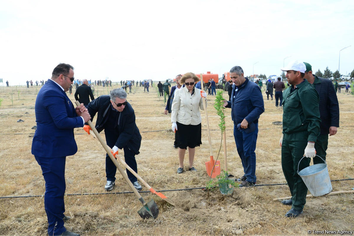 Yeni Azərbaycan Partiyası tərəfindən partiyanın yaranmasının 25 illiyi ilə əlaqədar ağacəkmə aksiyası keçirilib (FOTO)