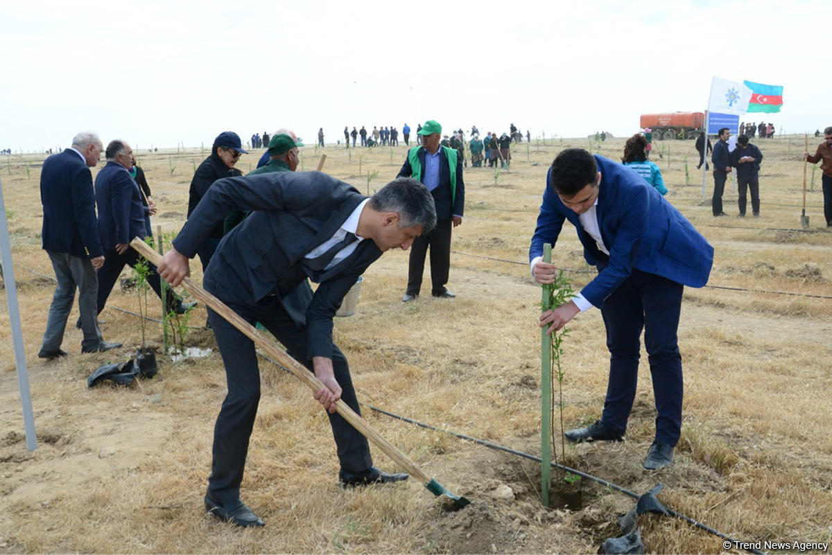 Yeni Azərbaycan Partiyası tərəfindən partiyanın yaranmasının 25 illiyi ilə əlaqədar ağacəkmə aksiyası keçirilib (FOTO)