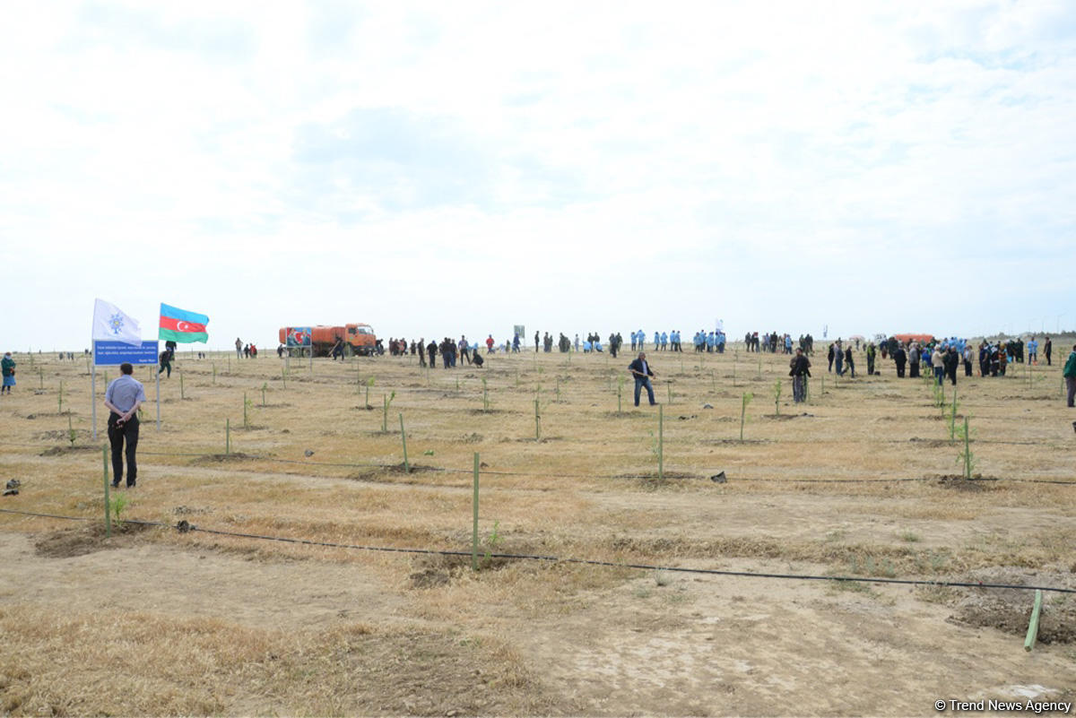 Yeni Azərbaycan Partiyası tərəfindən partiyanın yaranmasının 25 illiyi ilə əlaqədar ağacəkmə aksiyası keçirilib (FOTO)