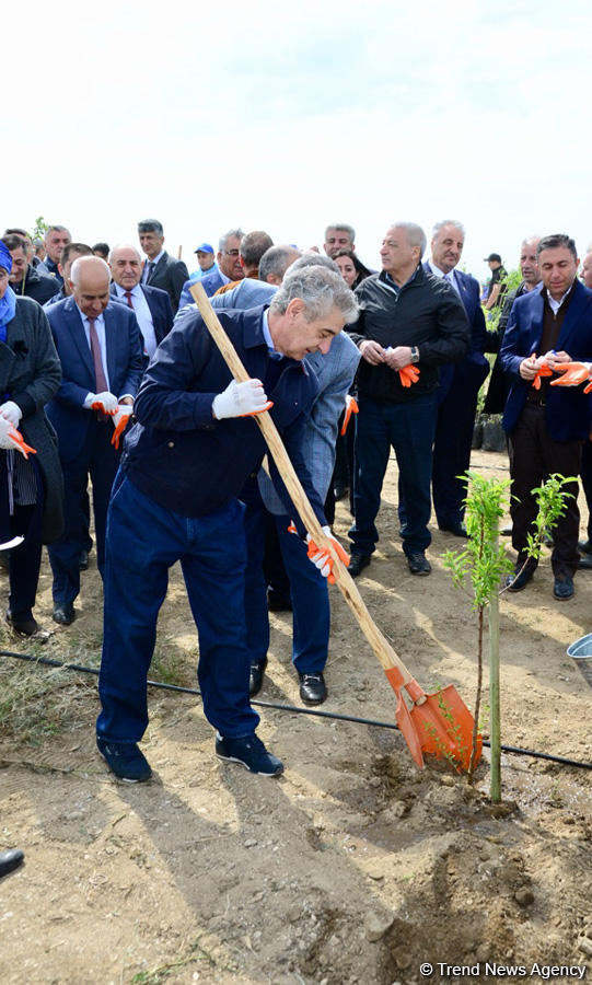 Yeni Azərbaycan Partiyası tərəfindən partiyanın yaranmasının 25 illiyi ilə əlaqədar ağacəkmə aksiyası keçirilib (FOTO)