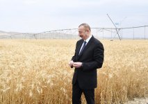 Prezident İlham Əliyev Goranboyda “Region Agro” MMC-nin açılışında iştirak edib (FOTO) (YENİLƏNİB-2)