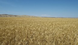 Prezident İlham Əliyev Goranboyda “Region Agro” MMC-nin açılışında iştirak edib (FOTO) (YENİLƏNİB-2)