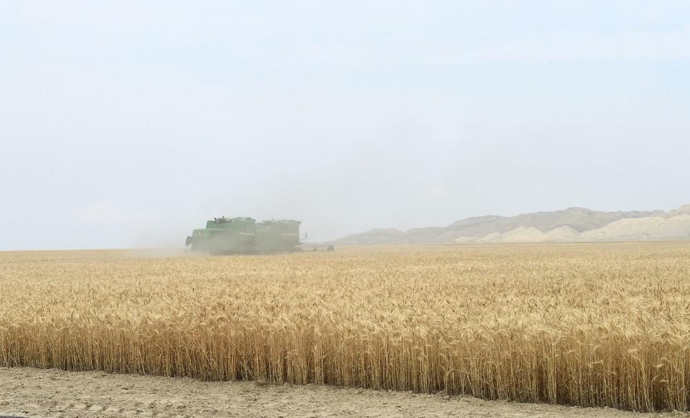 Prezident İlham Əliyev Goranboyda “Region Agro” MMC-nin açılışında iştirak edib (FOTO) (YENİLƏNİB-2)