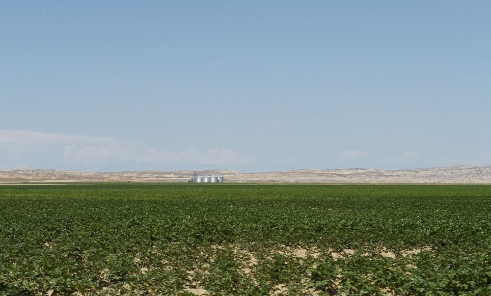 Prezident İlham Əliyev Goranboyda “Region Agro” MMC-nin açılışında iştirak edib (FOTO) (YENİLƏNİB-2)