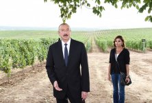 Prezident İlham Əliyev və birinci xanım Mehriban Əliyeva Şamaxıda üzümçülük və şərabçılıq kompleksinin açılışında iştirak ediblər (FOTO)