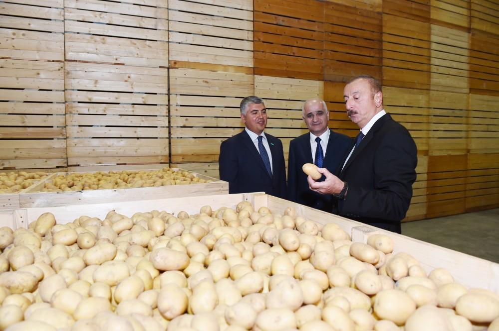 Prezident İlham Əliyev İsmayıllı rayonunda aqroparkın açılışında iştirak edib (FOTO) (YENİLƏNİB)