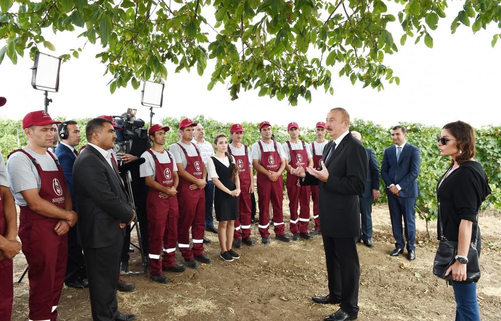 Prezident İlham Əliyev və birinci xanım Mehriban Əliyeva Şamaxıda üzümçülük və şərabçılıq kompleksinin açılışında iştirak ediblər (FOTO)