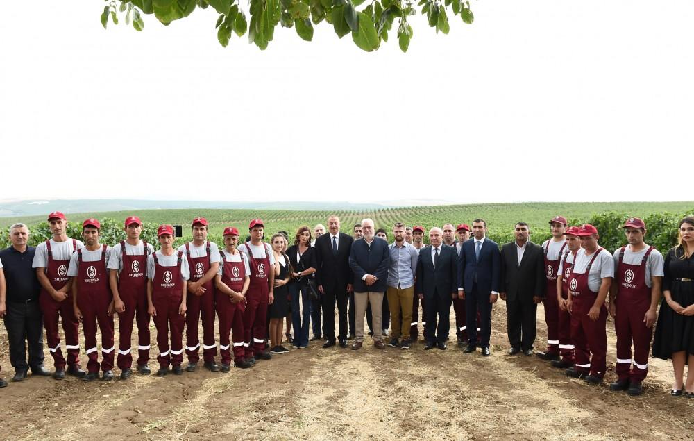 Prezident İlham Əliyev və birinci xanım Mehriban Əliyeva Şamaxıda üzümçülük və şərabçılıq kompleksinin açılışında iştirak ediblər (FOTO)