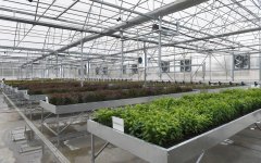 Prezident İlham Əliyev və xanımı Mehriban Əliyeva Qubada Meyvəçilik və Çayçılıq Elmi-Tədqiqat İnstitutunun tingçilik müəssisəsi ilə tanış olublar (YENİLƏNİB) (FOTO)