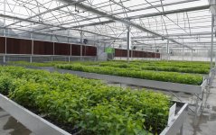 Prezident İlham Əliyev və xanımı Mehriban Əliyeva Qubada Meyvəçilik və Çayçılıq Elmi-Tədqiqat İnstitutunun tingçilik müəssisəsi ilə tanış olublar (YENİLƏNİB) (FOTO)