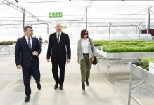 Prezident İlham Əliyev və xanımı Mehriban Əliyeva Qubada Meyvəçilik və Çayçılıq Elmi-Tədqiqat İnstitutunun tingçilik müəssisəsi ilə tanış olublar (YENİLƏNİB) (FOTO)