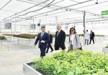 Prezident İlham Əliyev və xanımı Mehriban Əliyeva Qubada Meyvəçilik və Çayçılıq Elmi-Tədqiqat İnstitutunun tingçilik müəssisəsi ilə tanış olublar (YENİLƏNİB) (FOTO)