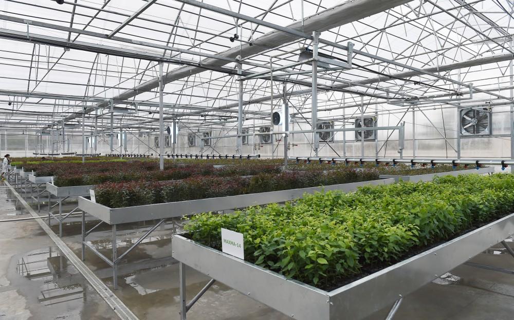 Prezident İlham Əliyev və xanımı Mehriban Əliyeva Qubada Meyvəçilik və Çayçılıq Elmi-Tədqiqat İnstitutunun tingçilik müəssisəsi ilə tanış olublar (YENİLƏNİB) (FOTO)