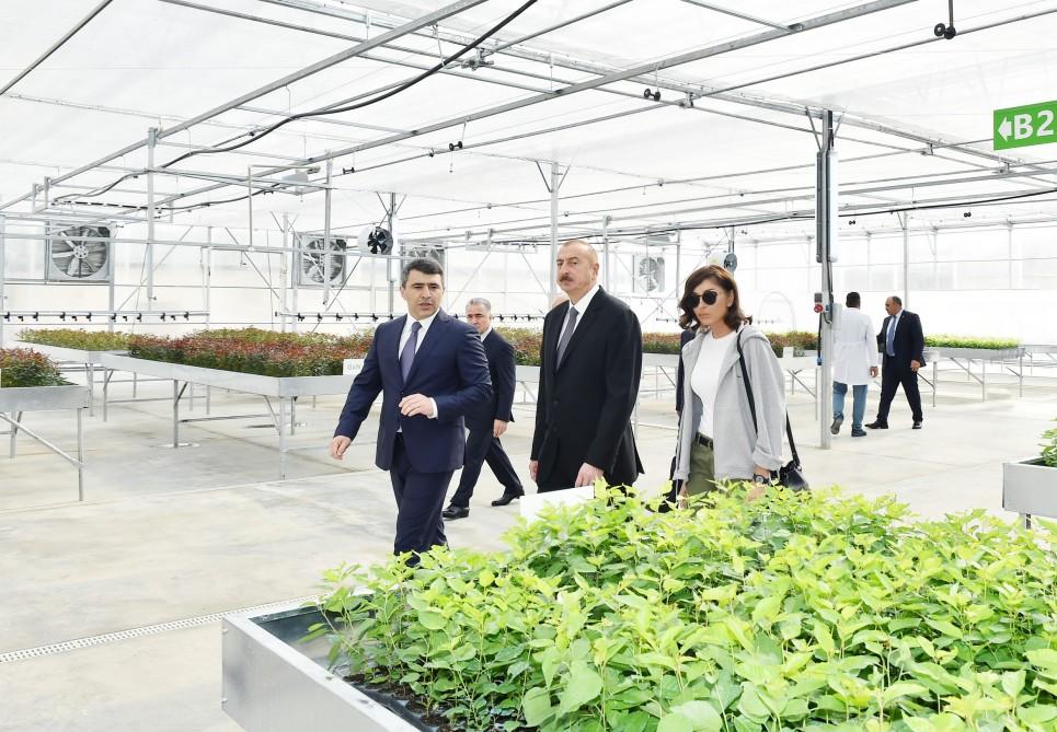 Prezident İlham Əliyev və xanımı Mehriban Əliyeva Qubada Meyvəçilik və Çayçılıq Elmi-Tədqiqat İnstitutunun tingçilik müəssisəsi ilə tanış olublar (YENİLƏNİB) (FOTO)