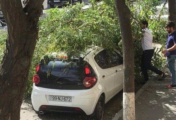 Bakıda 30-a yaxın ağac aşdı - BŞİH gücləndirilmiş iş rejiminə keçdi (FOTO) (ÖZƏL)