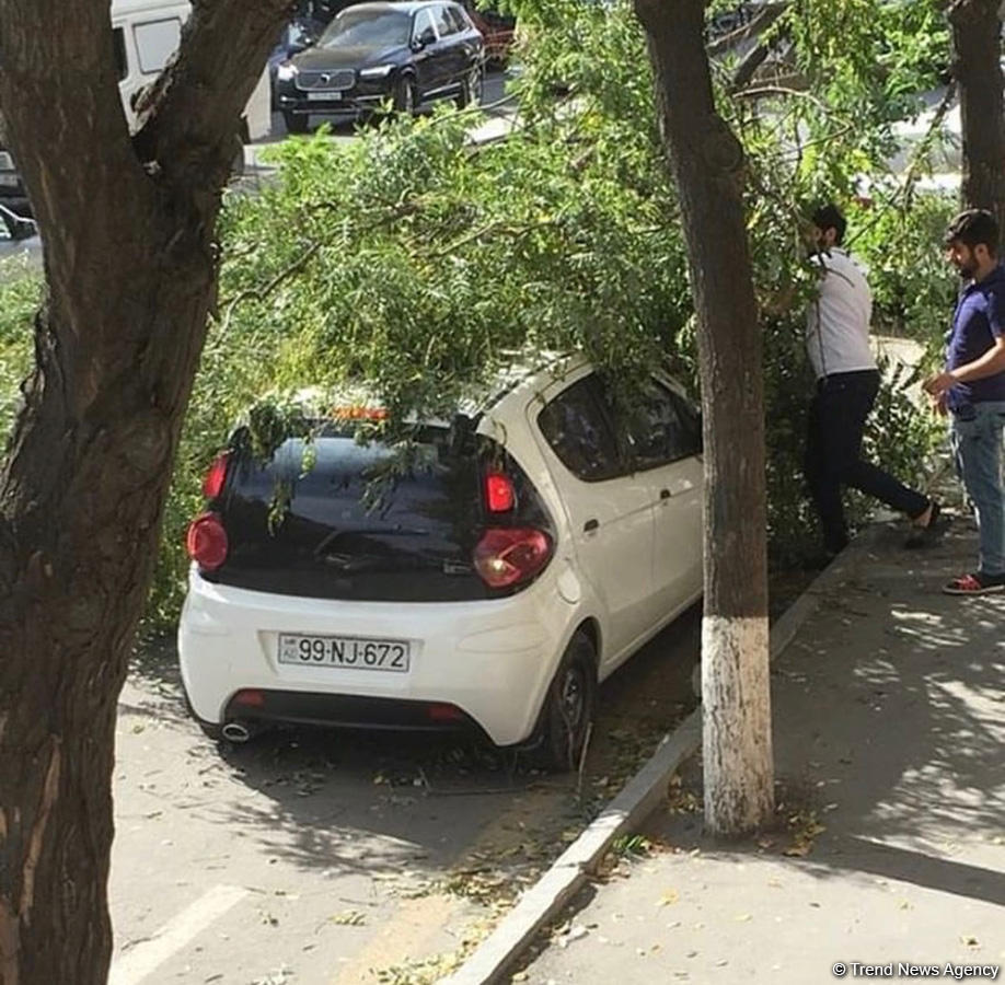 Bakıda 30-a yaxın ağac aşdı - BŞİH gücləndirilmiş iş rejiminə keçdi (FOTO) (ÖZƏL)