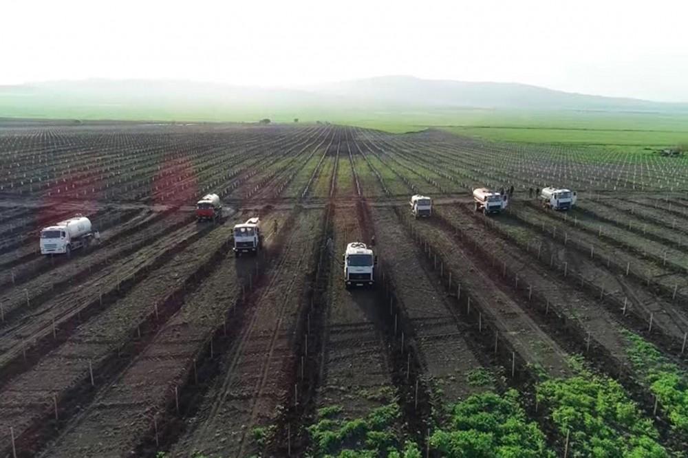 Prezident İlham Əliyev və birinci xanım Mehriban Əliyeva “Ulu Aqro” MMC-nin Qax Aqroparkının açılışında iştirak ediblər (FOTO) (YENİLƏNİB)