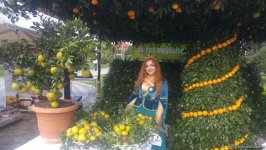 Lənkəranda ikinci Çay, çəltik və sitrus festivalı keçirilir (FOTO)