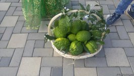 Lənkəranda ikinci Çay, çəltik və sitrus festivalı keçirilir (FOTO)