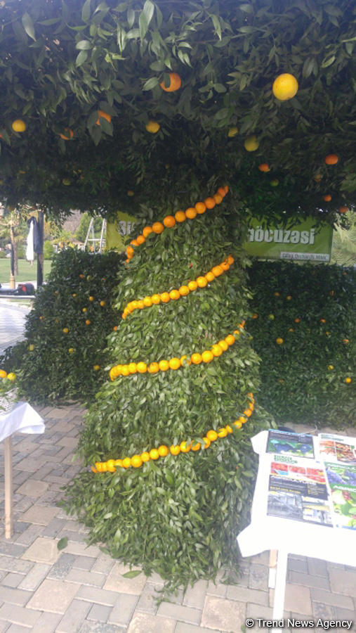 Lənkəranda ikinci Çay, çəltik və sitrus festivalı keçirilir (FOTO)