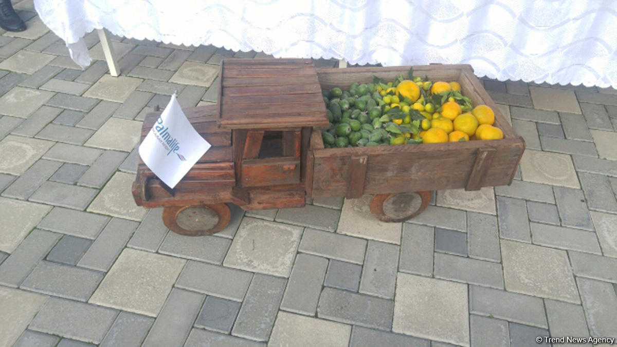 Lənkəranda ikinci Çay, çəltik və sitrus festivalı keçirilir (FOTO)