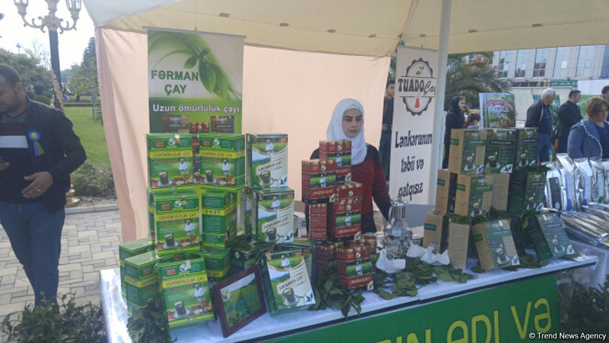 Lənkəranda ikinci Çay, çəltik və sitrus festivalı keçirilir (FOTO)